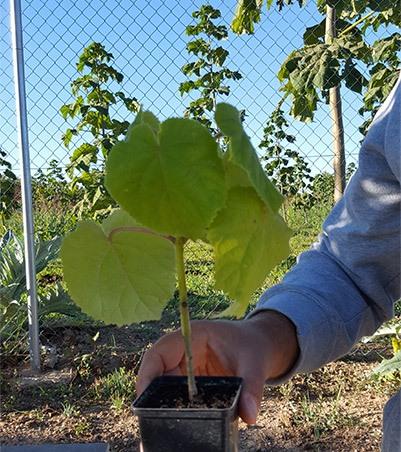 Paulownia Shan Tong