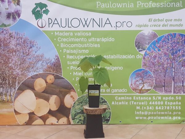 [:es]Paulowia Elongata en maceta 2L[:en]Paulowia Elongata in 2 liters pot[:ru]Paulowia Elongata в горшке 2 литра[:]