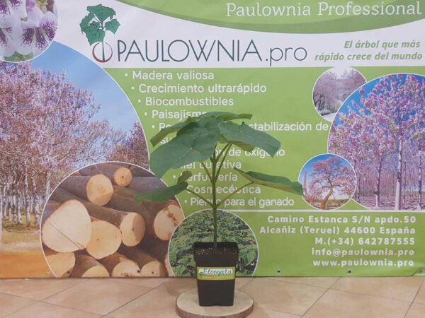 [:es]Paulowia Elongata maceta[:en]Paulowia Elongata pot[:ru]Paulowia Elongata в горшке[:]