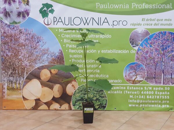 Paulownia Pao Tong Z07 2L