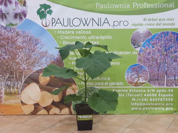 Paulownia Pao Tong Z07 5L