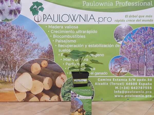 Paulownia ShanTong 5L