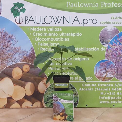 [:es]Paulownia Tomentosa 5L[:en]Paulownia Tomentosa 5L[:ru]Павловния Tomentosa 5L[:]