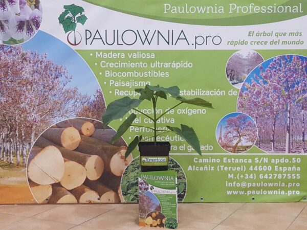 [:es]Paulownia Tomentosa 5L[:en]Paulownia Tomentosa 5L[:ru]Павловния Tomentosa 5L[:]