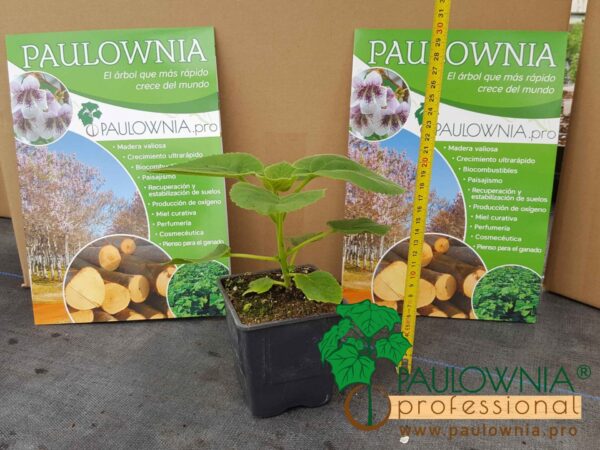 Paulownia Tomentosa pot 600ml