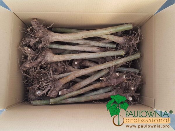 [:es]Paulownia Stump XL packing box caja [:]