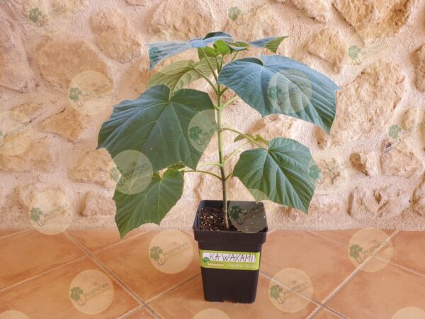 Paulownia Kawakamii maceta 600ml