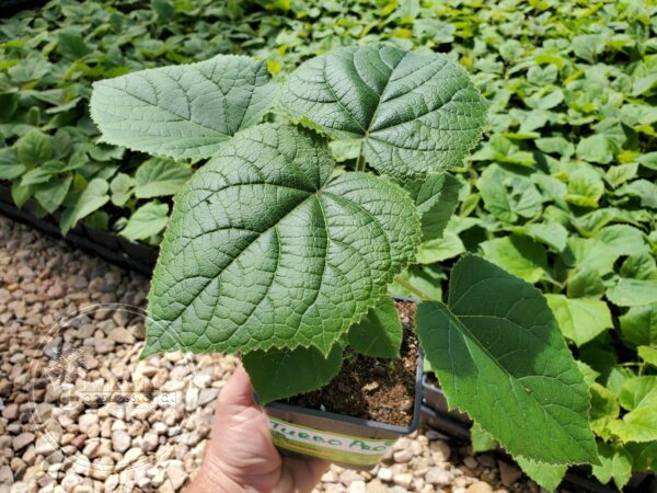 Paulownia Turbo Pro pot 600ml